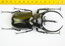 Chalcosoma beetles for collectors | large size Chalcosoma