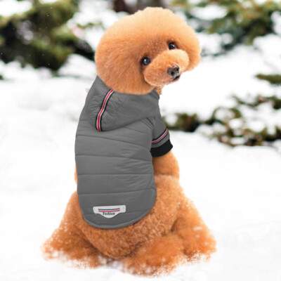 pomeranian jacket