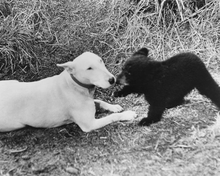 The Incredible Journey Bodger the Bull Terrier meeting Cute Baby