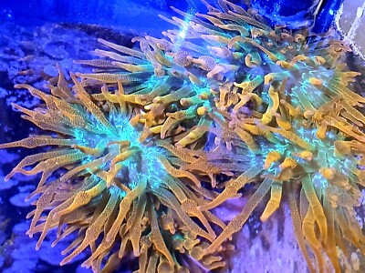 Rainbow Bubble Tip Anemone SHIPS OVERNIGHT  1-4'' Live Coral RBTA Aquacultured