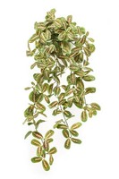 Artplants KüNstlicher HäNger Pfeilwurz Parana Auf Steckstab, GrüN, 70Cm
