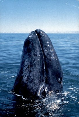 Save the Gray Whale Nursery in San Ignacio Lagoon, Mexico Postcard