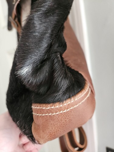 Myra Bag- Cow Print - Leather- Hair on Backpack- Gorgeous - Picture 3 of 8