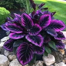 25+ Seeds Purple Tip Calathea Couture Flower Indoor or Outdoor Beautiful Plant