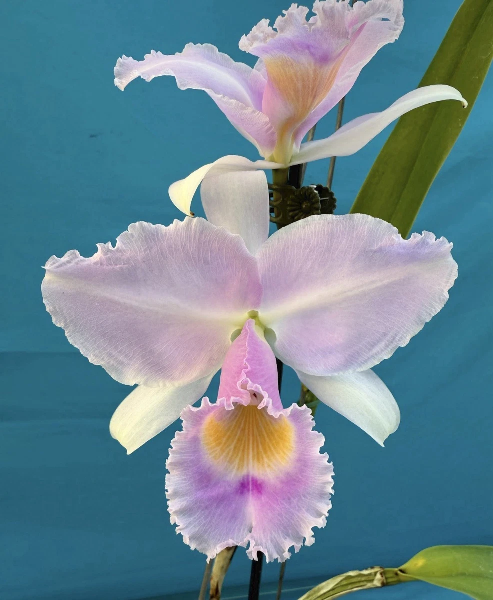 Sub-tropical Evergreen Cattleya Orchids for sale | eBay