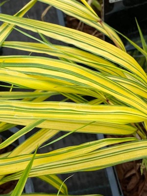 Japanisches Berggras 'Aureola' | Hakonechloa macra 'Aureola'