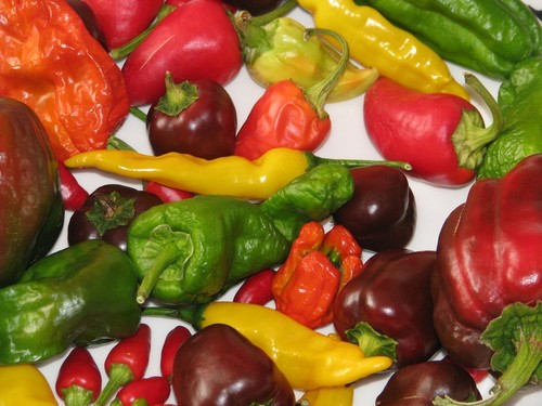 Chili-Paket 12 Sorten einzeln verpackt 200 Chili-Samen inkl. Bhut Jolokia HOT
