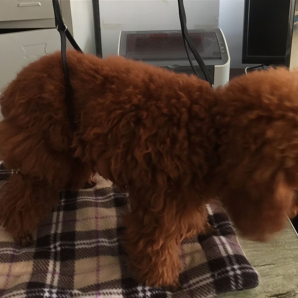 Prolunga cinghia da bagno per cani foto 3