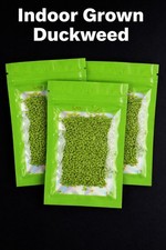 Live Duckweed Aquarium Floating Plants Indoor Grown Nitrate Remover Water Purify