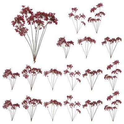 18 Pcs Lace Natural Real Pressed Dried Flower for Art Craft DIY, Dark Purple