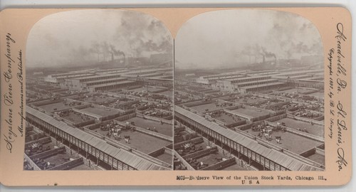 Birdseye View Cows Union Stock Yards Chicago IL Keystone Stereoview c1902 - Picture 2 of 4