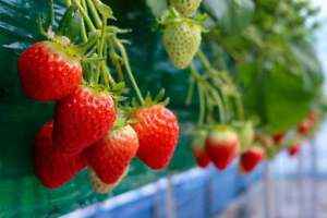 Red Strawberry seeds strawberries seed 100 
