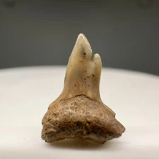 Deformed 0.49" Fossil Negaprion brevirostis - Lemon SHARK Tooth - Venice, FL