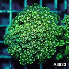 Item#A3823IN3823(S) WYSIWYG Indo Ultra Pink Eye Alveopora Colony