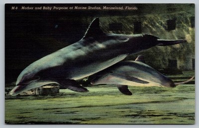 Vintage Mother and Baby Porpoise Postcard Marine Studios Marineland FL
