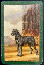 EN236 Swap Playing Cards 1 VINT ENGLISH NAMED SPRINGMERE SEDRIC GREAT DANE DOG