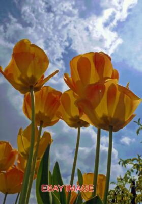 FOTO LEUCHTEND ORANGE TULPEN GESEHEN IN REMBRANDT GARDENS WEST LONDON.