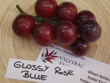 Glossy Rose Blue Tomato - 5+ seeds - Heirloom - GORGEOUS! P 021