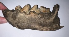 Rare Ice Age Fossil CAVE HYENA JAW with 4 TEETH 5.9 Inches!