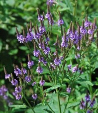 Blue Vervain Plant, Verbena hastata, Herb in 3-4" Pot