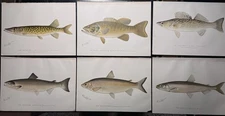 6 Original Antique Fish Prints Sherman F. Denton 1896 & 1897
