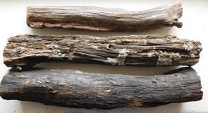 THREE OAK LOGS -OLD GROWTH, LICHEN-NATURE DISPLAY- TAXIDERMY, CRAFTS, WOOD DECOR