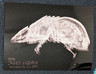 2024 Topps Allen & Ginter #XR-4 Armadillo Xray'd Oregon Zoo Chrome Insert +