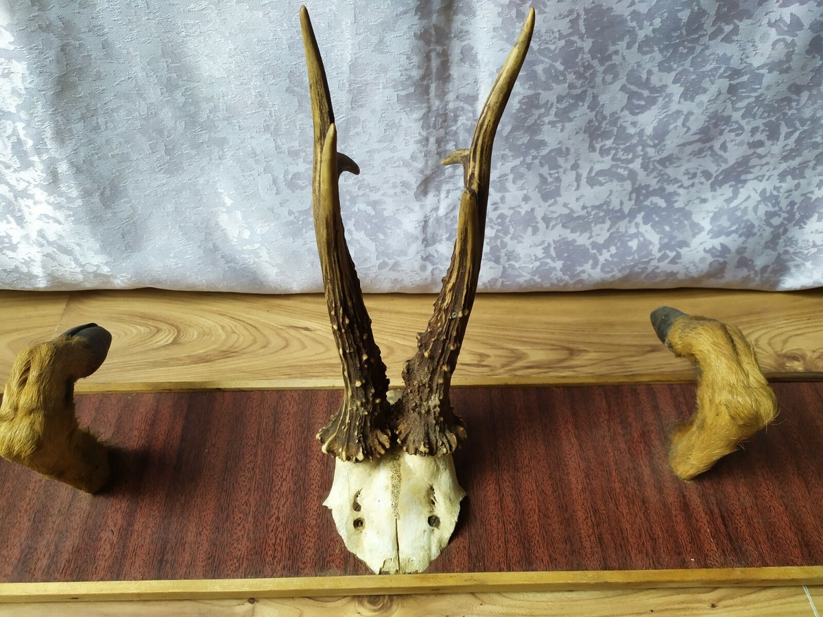 RARE Vintage old Horn Rog ROZHOK Taxidermy hunting roe replica leg
