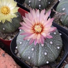 No Spine Star Cactus (Astrophytum asterias) P...