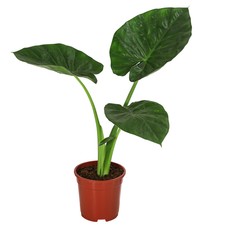 Pfeilblatt Alocasia macrorrhiza Zimmerpflanze ca. 50 cm Ø Topf 17 cm, Dehner