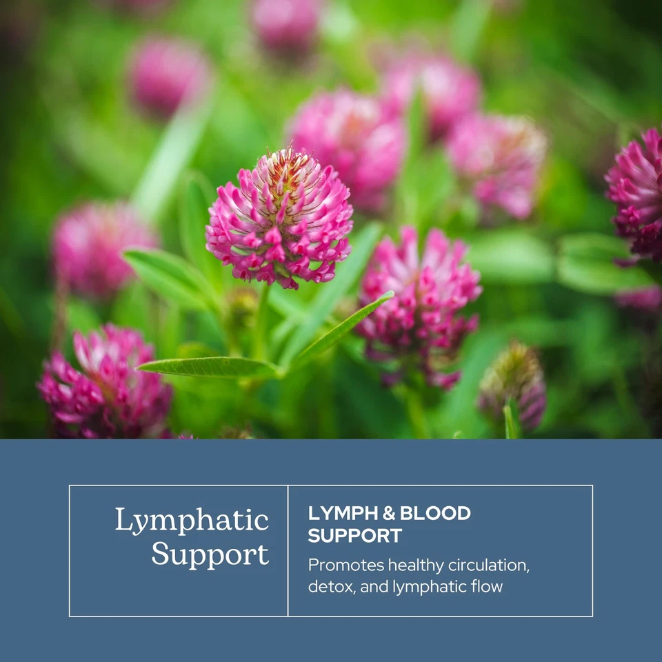 Hierba ecléctica limpieza de sangre linfática | Hierbas frescas liofilizadas, enteras, Nat... Foto 3 de 4