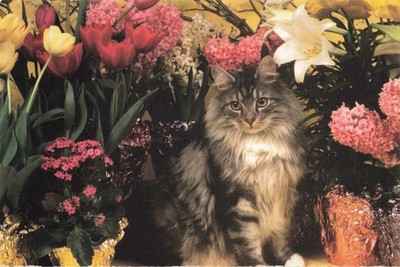 Postcard long-haired tabby cat sitting among various spring flowers Tulips Liliy