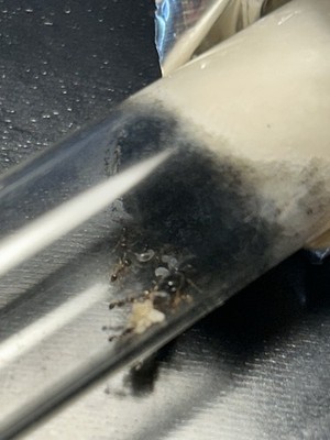 Tetramorium Immigrans Ant Queen & 1-10 Workers Live Arrival Guaranteed Test Tube