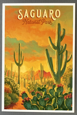 Saguaro National Park, Arizona - Cactus - Lantern Press Postcard