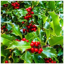 60 Common Holly Hedging Evergreen Plants, Ilex aquifolium 20-25cm in 9cm Pots