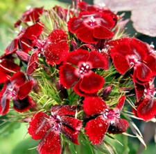 1000 DUNETTI DIANTHUS Seeds (Dianthus barbatus) Perennial Flowering House Plant