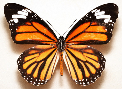 Expertly Spread Danaus genutia -  Asian Monarch ( aka Orange Tiger ), Thailand