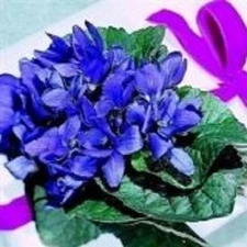 30+  VIOLA QUEEN CHARLOTTE SWEETLY SCENTED SHADE PERENNIAL FLOWER SEEDS