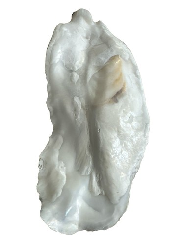 Large Oyster Shell 11” Long And 4 1/2” Wide Clean No Smell Dish With Flat Side - Picture 4 of 10