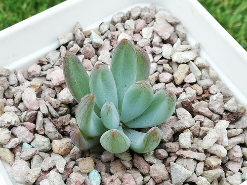 Senecio serpens Blue Chalk sticks 4cm diam *cutting* Succulent - Picture 6 of 7