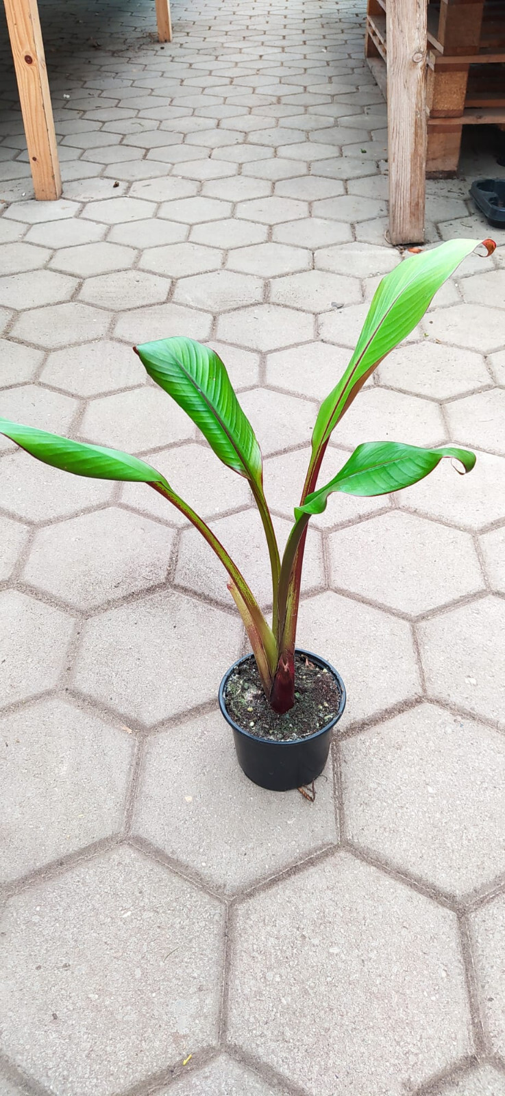Ensete ventricosum Maurelli 40-60 cm planta de plátano rojo plátano ornamental perenne palmera