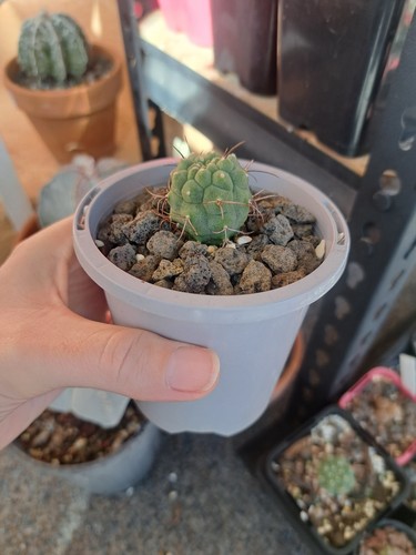 Matucana madisonorium - Seed Grown Cactus - Picture 3 of 7