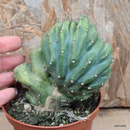 Cereus florida mostruoso crestato Vaso 10 cm Cod.2001-14 - Foto 2 di 3