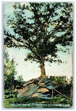 1909 Oak Tree Coming Through Rock Waterbury Connecticut CT Antique Postcard