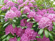 50+ Cali Pink Azalea Seeds (Rhododendron macrophyllum) Flower Shrub Bush Tree