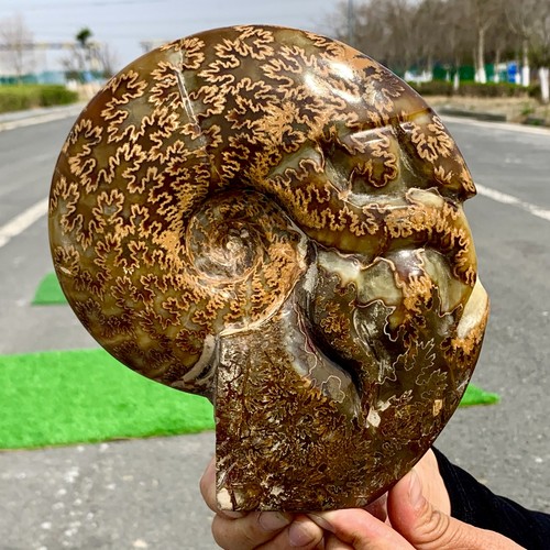 3.74LB Rare! Natural Tentacle Ammonite FossilSpecimen Shell Healing Madagascar - Picture 17 of 24