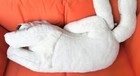 Bild 6 von 11