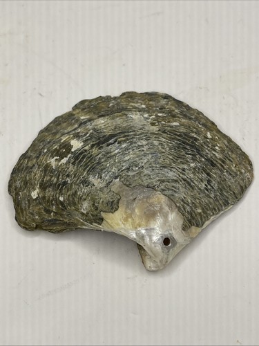 Mother of Pearl Shell Specimen Oyster Ocean - Picture 2 of 6
