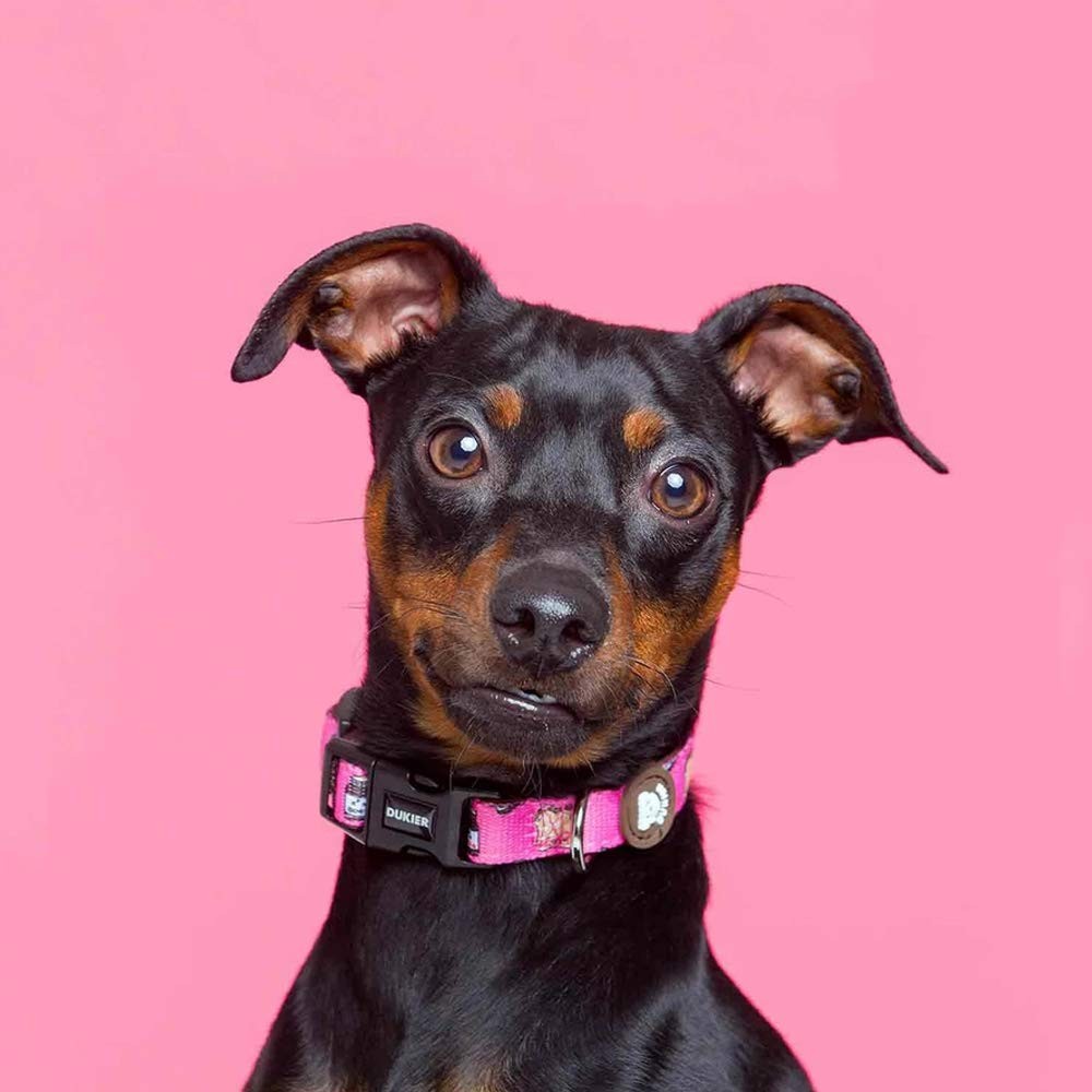 DUKIER - Collare per Cani Regolabile Accessorio per Animali Domestic BDUM foto 4