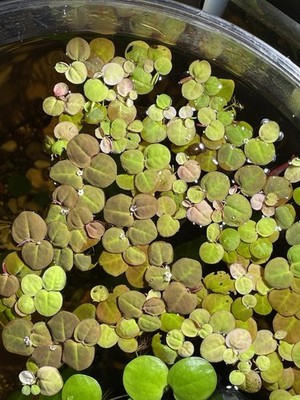 Red Root Floaters Live Aquarium Plant 4 Red Root Floaters for Aquascaping
